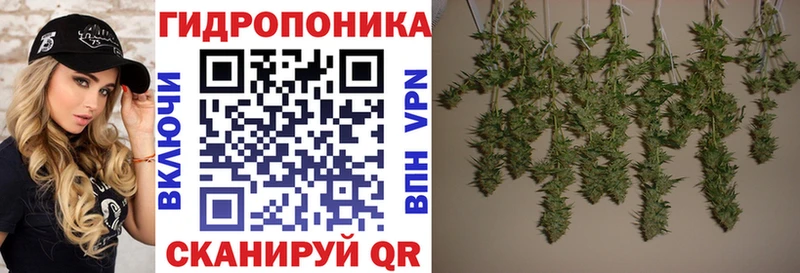 Канабис сатива  где купить наркотик  omg рабочий сайт  Заозёрск 